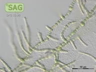 Westiellopsis prolifica