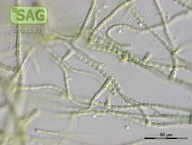 Westiellopsis prolifica