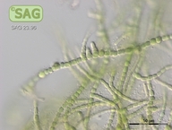 Westiellopsis prolifica
