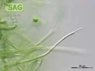 Westiellopsis prolifica