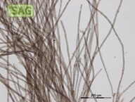 Audouinella hermannii