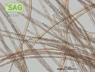 Audouinella hermannii