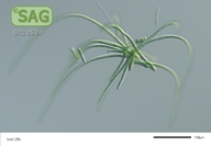 Calothrix spec.