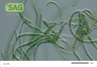 Calothrix spec.