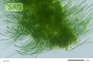 Calothrix spec.
