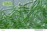 Calothrix spec.