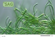Calothrix spec.