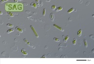 Streptofilum capillatum