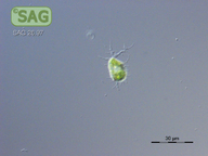 Chlorarachnion reptans