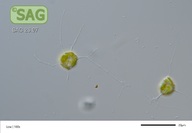 Chlorarachnion reptans