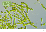 Klebsormidium karooense