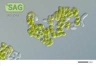 Klebsormidium vermiculatum