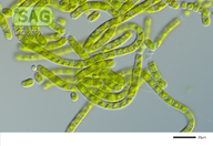 Klebsormidium deserticola