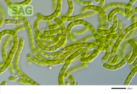 Klebsormidium deserticola