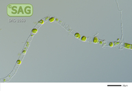 Klebsormidium deserticola