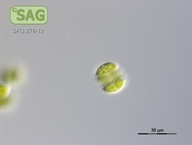 Enallax acutiformis