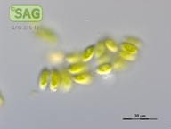 Enallax acutiformis