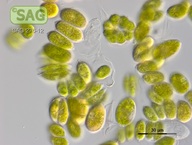 Enallax acutiformis