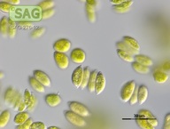 Enallax acutiformis