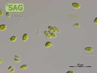 Acutodesmus obliquus