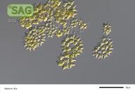 Pediastrum duplex