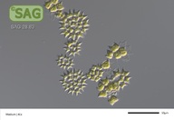 Pediastrum duplex