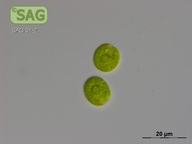 Sphaerellocystis stellata