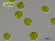 Sphaerellocystis stellata