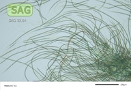Gloeotrichia longicauda