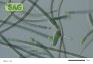 Gloeotrichia longicauda
