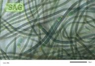 Gloeotrichia longicauda