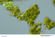 Coleochaete spec.