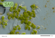 Coleochaete spec.