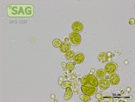 Heterococcus ramosissimus