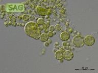 Heterococcus ramosissimus