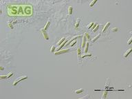 Pseudostichococcus monallantoides