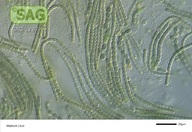 Nostoc spec.