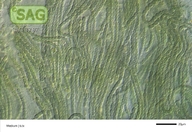 Nostoc spec.