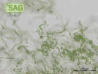 Mastigocladus laminosus