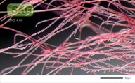 Pterothamnion plumula