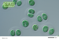 Cyanoptyche gloeocystis