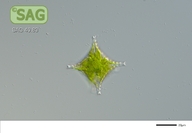 Staurastrum cingulum