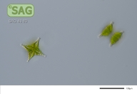 Staurastrum cingulum