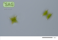 Staurastrum cingulum