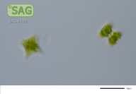 Staurastrum cingulum