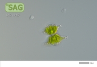 Staurastrum cingulum