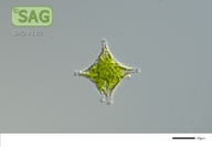 Staurastrum cingulum