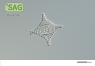 Staurastrum cingulum