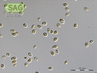 Microchloropsis salina