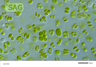 Scenedesmus hindakii